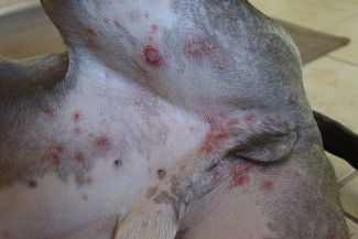 Candida in dogs symptoms hotsell